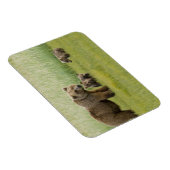 Alaskan Brown Bären Sow und drei Cubs, Ursus Magnet (Rechte Seite)