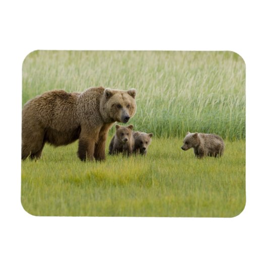 Alaskan Brown Bären Sow und drei Cubs, Ursus Magnet (Horizontal)