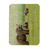 Alaskan Brown Bären Sow und drei Cubs, Ursus Magnet (Vertikal)
