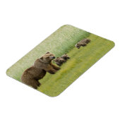 Alaskan Brown Bären Sow und drei Cubs, Ursus Magnet (Linke Seite)
