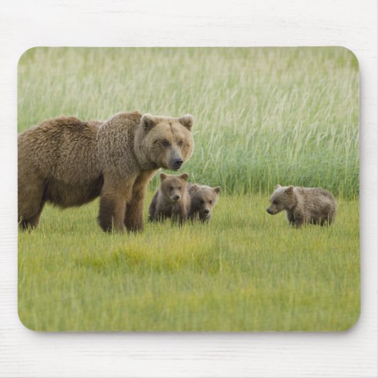 Alaskan Brown Bären Sow und drei Cubs, Ursus Mousepad (Vorne)