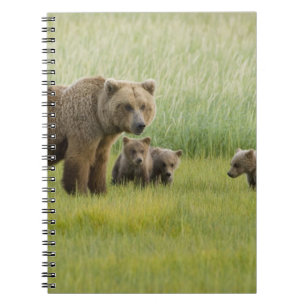 Alaskan Brown Bären Sow und drei Cubs, Ursus Notizblock