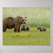 Alaskan Brown Bären Sow und drei Cubs, Ursus Poster (Vorne)