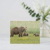 Alaskan Brown Bären Sow und drei Cubs, Ursus Postkarte (Stehend Vorderseite)