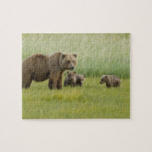 Alaskan Brown Bären Sow und drei Cubs, Ursus Puzzle