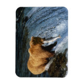Alaskan Brown Bear Fangen von Lachs bei Brooks Magnet (Vertikal)