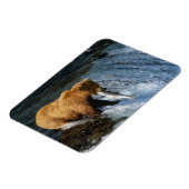 Alaskan Brown Bear Fangen von Lachs bei Brooks Magnet (Linke Seite)