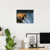 Alaskan Brown Bear Fangen von Lachs bei Brooks Poster (Heimbüro)