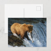Alaskan Brown Bear Fangen von Lachs bei Brooks Postkarte (Vorne/Hinten)