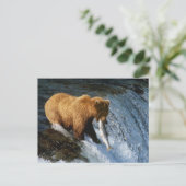Alaskan Brown Bear Fangen von Lachs bei Brooks Postkarte (Stehend Vorderseite)