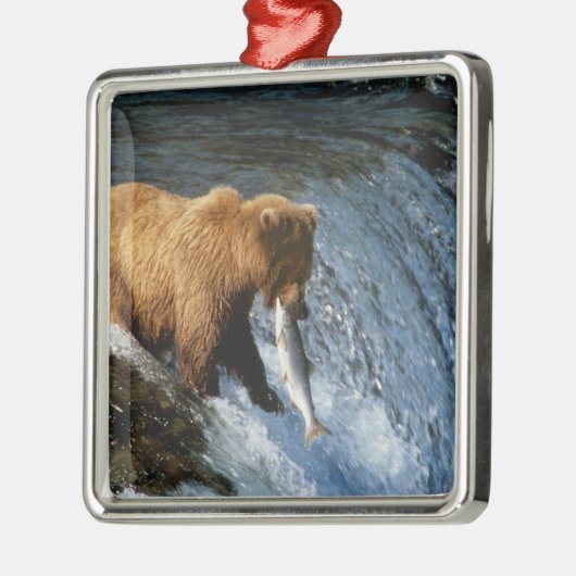 Alaskan Brown Bear Fangen von Lachs bei Brooks Silbernes Ornament (Links)