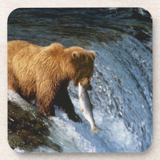 Alaskan Brown Bear Fangen von Lachs bei Brooks Untersetzer (Vorderseite)