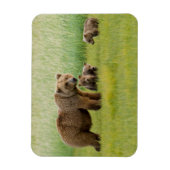 Alaskan Brown Bear mit Cubs auf einer Wiese Magnet (Vertikal)
