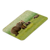 Alaskan Brown Bear mit Cubs auf einer Wiese Magnet (Linke Seite)