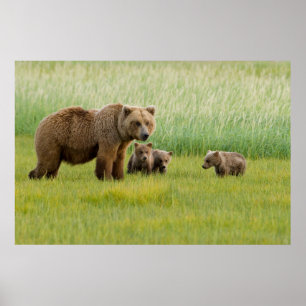 Alaskan Brown Bear mit Cubs auf einer Wiese Poster