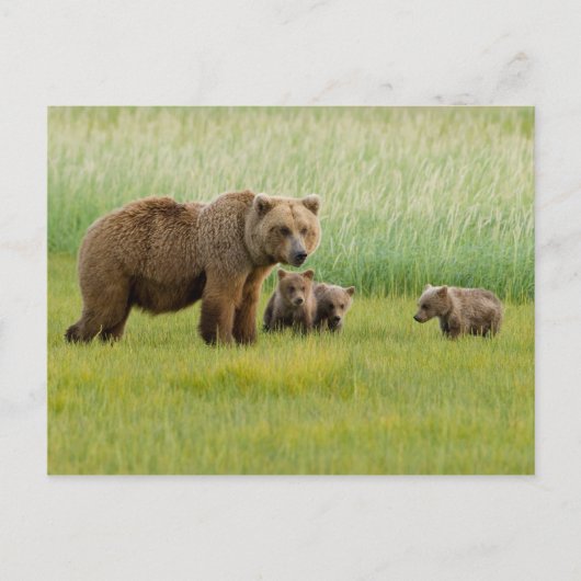 Alaskan Brown Bear mit Cubs auf einer Wiese Postkarte (Vorderseite)