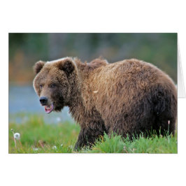Alaskan Brown Bear mit offenem Mund