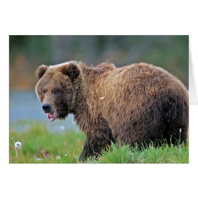Alaskan Brown Bear mit offenem Mund (Vorderseite (Horizontal))
