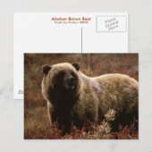 Alaskan Brown Bear Postkarte (Vorne/Hinten)