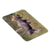 Alaskan Bull Elch 3" x 4" Flexibles Foto Magnet (Rechte Seite)