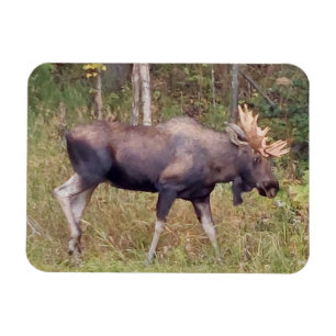 Alaskan Bull Elch 3" x 4" Flexibles Foto Magnet