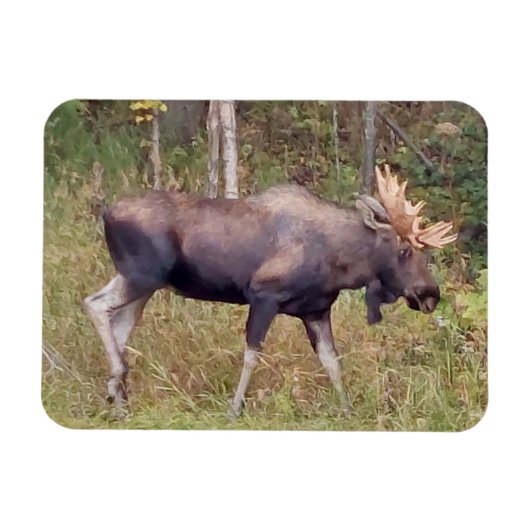 Alaskan Bull Elch 3" x 4" Flexibles Foto Magnet (Horizontal)