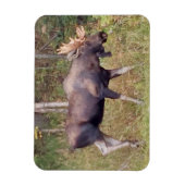 Alaskan Bull Elch 3" x 4" Flexibles Foto Magnet (Vertikal)