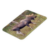 Alaskan Bull Elch 3" x 4" Flexibles Foto Magnet (Linke Seite)