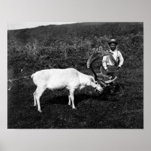 Alaskan Eskimo und die gefangenen Rentier Poster