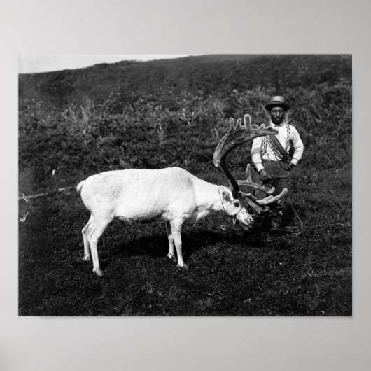 Alaskan Eskimo und die gefangenen Rentier Poster (Vorne)