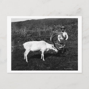 Alaskan Eskimo und die gefangenen Rentier Postkarte