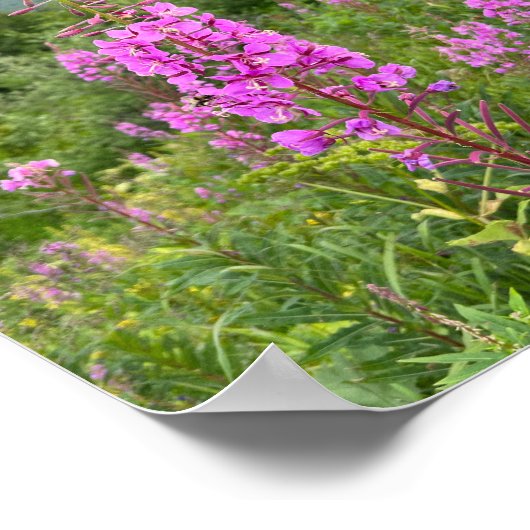 Alaskan Fireweed Poster (Ecke)