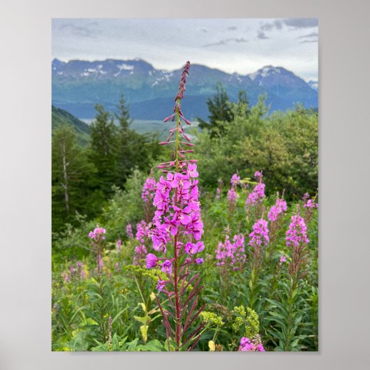 Alaskan Fireweed Poster (Vorne)