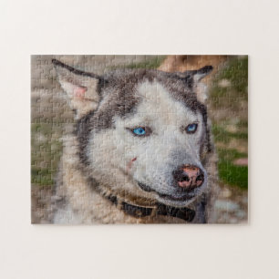 Alaskan Huskey Dog. Puzzle