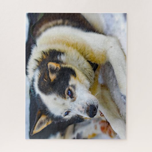 Alaskan Huskey Dog. Puzzle (Vertikal)