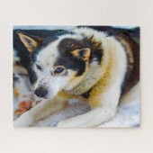 Alaskan Huskey Dog. Puzzle (Horizontal)