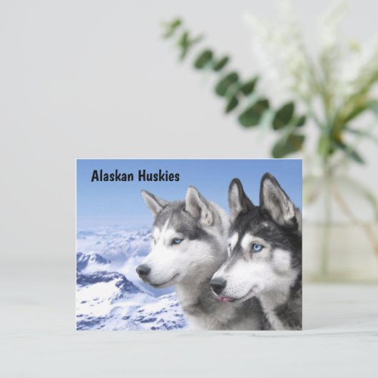 Alaskan Huskieses Postkarte (Stehend Vorderseite)