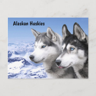 Alaskan Huskieses Postkarte