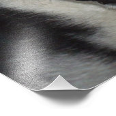 Alaskan Husky Closeup Foto/Poster Fotodruck (Ecke)