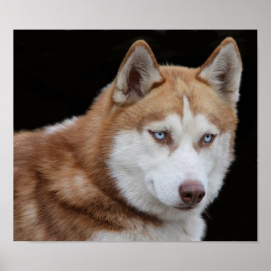 Alaskan Husky Dog Poster (Vorne)