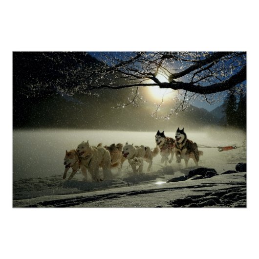 Alaskan Husky Dog Sled Race Poster (Vorderseite)