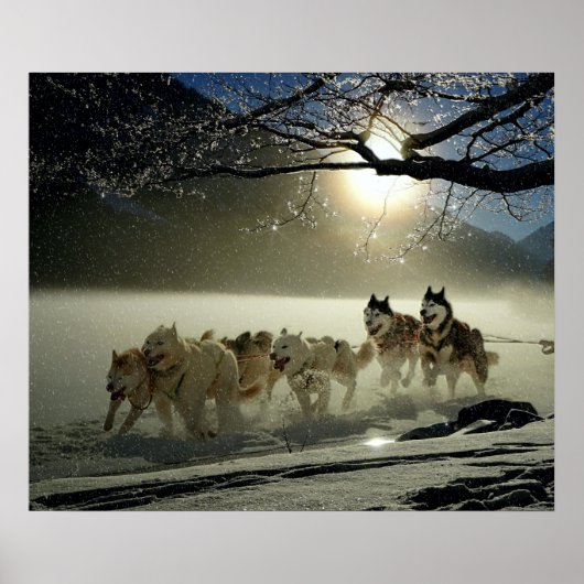 Alaskan Husky Dog Sled Race Poster (Vorne)