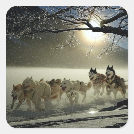 Alaskan Husky Dog Sled Race Quadratischer Aufkleber (Vorderseite)