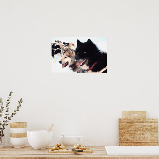 Alaskan Husky Liebe Poster (Küche)