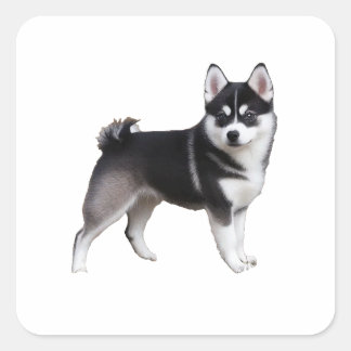 Alaskan Klee Kai Quadratischer Aufkleber