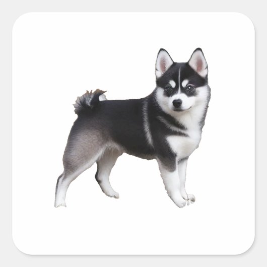 Alaskan Klee Kai Quadratischer Aufkleber (Vorderseite)