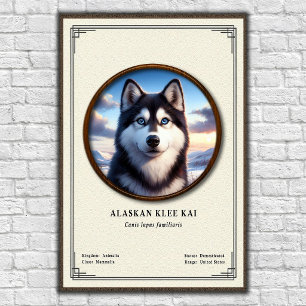 Alaskan Klee Kai Zoologie Serie Poster