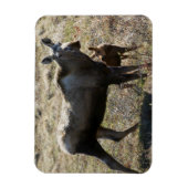 Alaskan Kuh Elch mit Kalf Magnet (Vertikal)