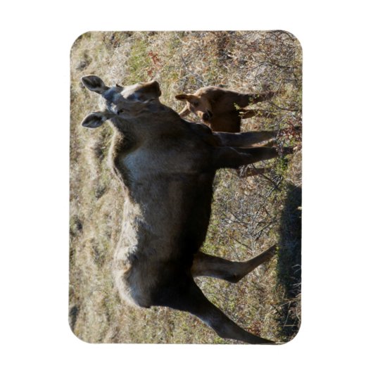 Alaskan Kuh Elch mit Kalf Magnet (Vertikal)
