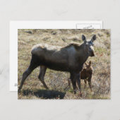 Alaskan Kuh Elch mit Kalf Postkarte (Vorne/Hinten)